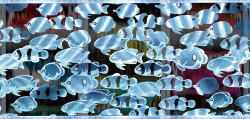 パチンコドラム海物語の魚影笑う 天井 期待 値画像